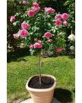 Троянда англійська на штамбі Альонушка (рожева) | English rose on the trunk Alenushka (pink) | Роза английская на штамбе Аленушка (розовая)
